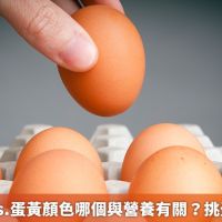 蛋殼顏色vs.蛋黃顏色哪個與營養有關？ 挑蛋前先明白