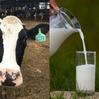全聯「小農鮮乳」推薦Top5！內行人激推「崙背鮮乳」，高大鮮乳每週銷售近萬瓶濃醇是關鍵