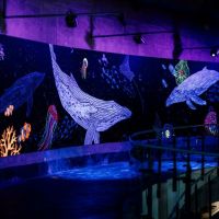 絢爛迷幻螢光畫廊感受海洋奇幻魔力 挑戰想不起來的海洋生物