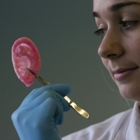 英科學家以幹細胞訂製鼻子耳朵 | 健康達人網