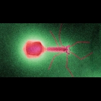 噬菌體取代抗生素 殺死食物 9 成大腸桿菌｜健康達人網