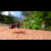 蚊子為什麼喜歡叮你 與身體氣味有關 | 健康達人網