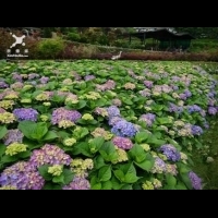 竹子湖繡球花海 盛開中！