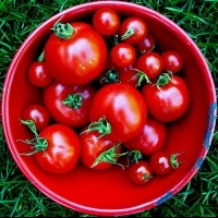 番茄紅素能降低腦中風的風險 | 健康達人網