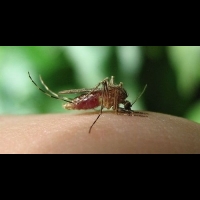 夏日蚊蟲大作戰 你能分辨誰在咬你嗎？ | 健康達人網