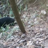 黑熊入侵果園吃甜柿 　東勢林管處宣導改良式獵具
