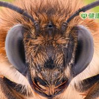 小心蜜蜂、虎頭蜂出沒！　戶外登山被蜂螫時，該如何緊急處理？