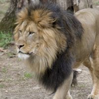 華府動物園6獅3虎確診 遊客無感染風險