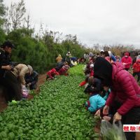 澎湖親子田間體驗活動-採摘有機蔬菜及磨豆