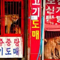 文在寅要求明文規定　南韓從此「禁止吃狗肉」