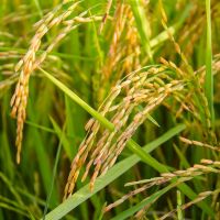 菲律賓核准基改稻米商業化 農民擔憂環境與經濟衝擊