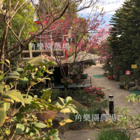 【桃園八德】休閒農場 | 櫻花林 | 角樂園農場