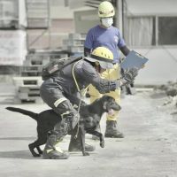 雄厲害！搜救犬全國災害搜救犬IRO評量檢測紅不讓