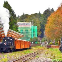 林鐵推賞楓主題列車 高山鐵道楓紅之美盡在眼前