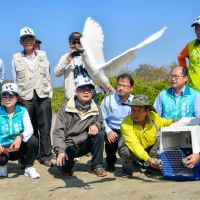 2021年黑面琵鷺保育季啟動尋找市長黃偉哲去年野放的「T85」黑面琵鷺