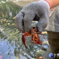 「美國螯蝦」大量現蹤護城河　竹市府呼籲民眾勿放養、勿垂釣