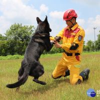 「護竹神犬」全國第一　竹市通過國際搜救犬組織IRO高級認證