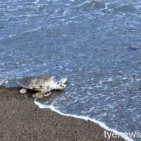 負傷欖蠵龜受困麻布袋 海管處攜手海洋大學野放回大海