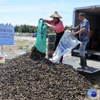 雲林口湖殼貝類暫置區工程　預計11月完工開放使用