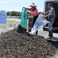 口湖殼貝類暫置區工程11月完工　嘉惠漁民固沙防塵資源永續利用