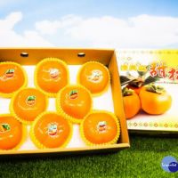 鄭文燦行銷鮮採「復興甜柿」　17分鐘300盒銷售一空