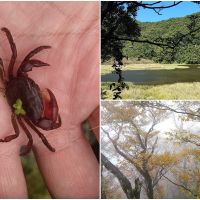 生態調查監測重大收穫　發現新種淡水蟹「北山澤蟹」