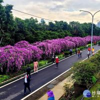 泰山紫色蒜香藤廊道吸睛 　浪漫花瀑從天而降　