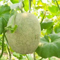 一生種洋香瓜要用兩顆心｜30年種植經驗，心心農場成為洋香瓜出產地