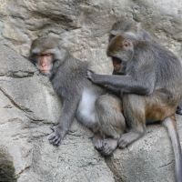 同性戀在母獼猴之間超普遍！而且「她」們性交的激烈程度堪比異性戀
