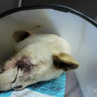 岡山疑似有流浪狗不明原因受傷 動保處將持續追查遏止傷害動物行為
