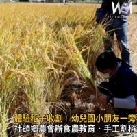 影／崙雅國小學童田間體驗稻子收割　幼兒園小朋友一旁觀摩