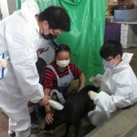 台大獸醫系師生挽起袖子為民間動物收容所防疫