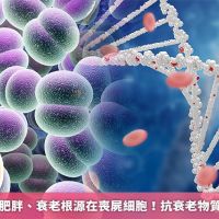 肥胖、衰老根源在喪屍細胞! 抗衰老物質促進健康窈窕