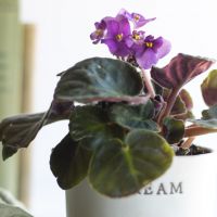 室內「開花植物」推薦這5種！「非洲堇」新手照顧最適合，這株「無窮花」是韓國國花！