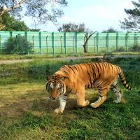 主題遊樂園白老虎入厝新居曝光　生肖屬虎購票入園全年半價