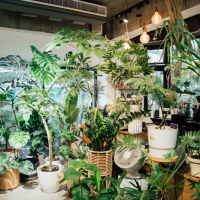 用綠色植栽豐富日常！走進城市裡的森林髮廊Corner Green植角植物店