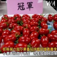 影／甜蜜收獲　 彰縣第六屆小果番茄評鑑花壇青農李麗珠掄元