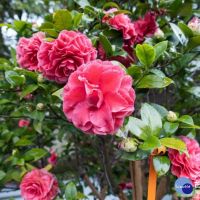 台北茶花展倒數! 陽明公園櫻花接力浪漫綻放