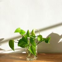 「浴室植物」推薦這6種!黃金葛可以吸收甲醛、化煞開運,吊蘭NASA認證去除95%有害空氣