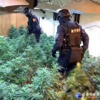 龍潭警分局拂曉出擊 破獲販賣及栽植大麻毒品