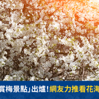 全台最夯「賞梅景點」出爐!網友力推看花海5大必訪點