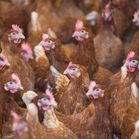 韓國爆發H5N1禽流感疫情 42.7萬隻雞遭撲殺