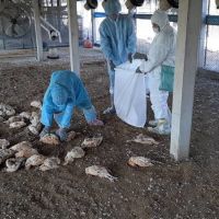 彰化縣二林鎮土雞場染禽流感 撲殺2萬2947隻雞清場消毒