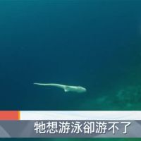 只見鯊魚鰭!屏東赫見2噸魚翅