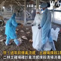 影/慘!過年前爆禽流感 二林鎮土雞場撲殺2萬多隻土雞