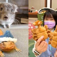 20 多種爬蟲、萌寵現身北車!上百坪「昆蟲展」免費入場 全台限定甲蟲雞蛋糕、一番賞抽鍬形蟲娃娃