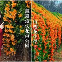 【苗栗景點】銅鑼炮仗花海公園．絕美炮仗花海瀑布+山櫻花小徑，免費走春景點!