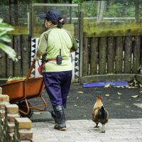 【有片】動物小雞只認保育員麻麻 跟前跟後黏緊緊