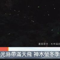 冬天也能賞螢  杉林溪"神木螢"復育成功