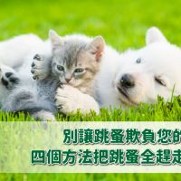 別讓跳蚤欺負您的毛孩子!四個⽅法把跳蚤全趕⾛。